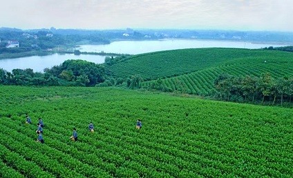 江苏茅山茶海导览系统案例